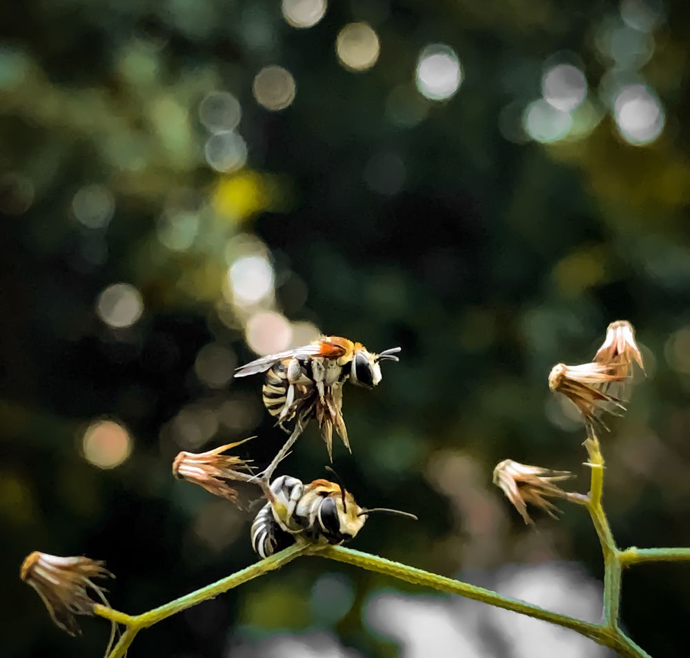 Twins of nature