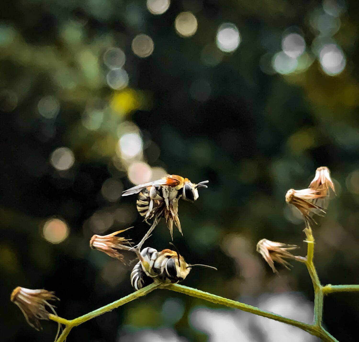 Twins of nature