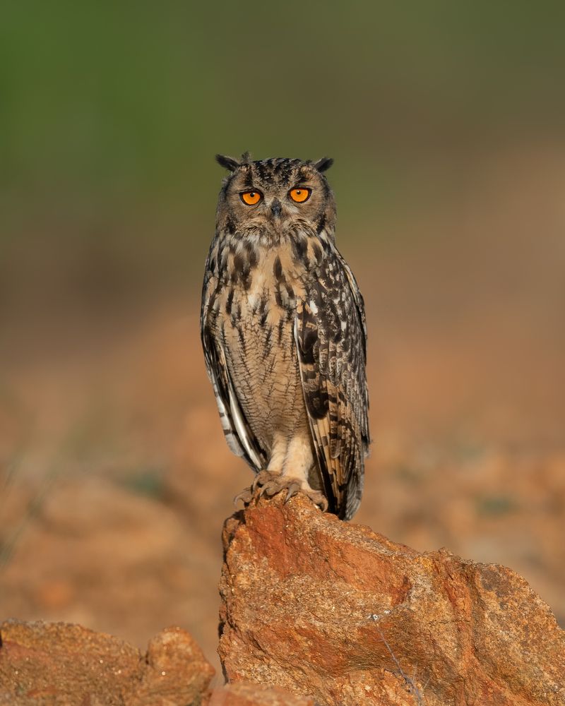 Photograph by siva athithya s