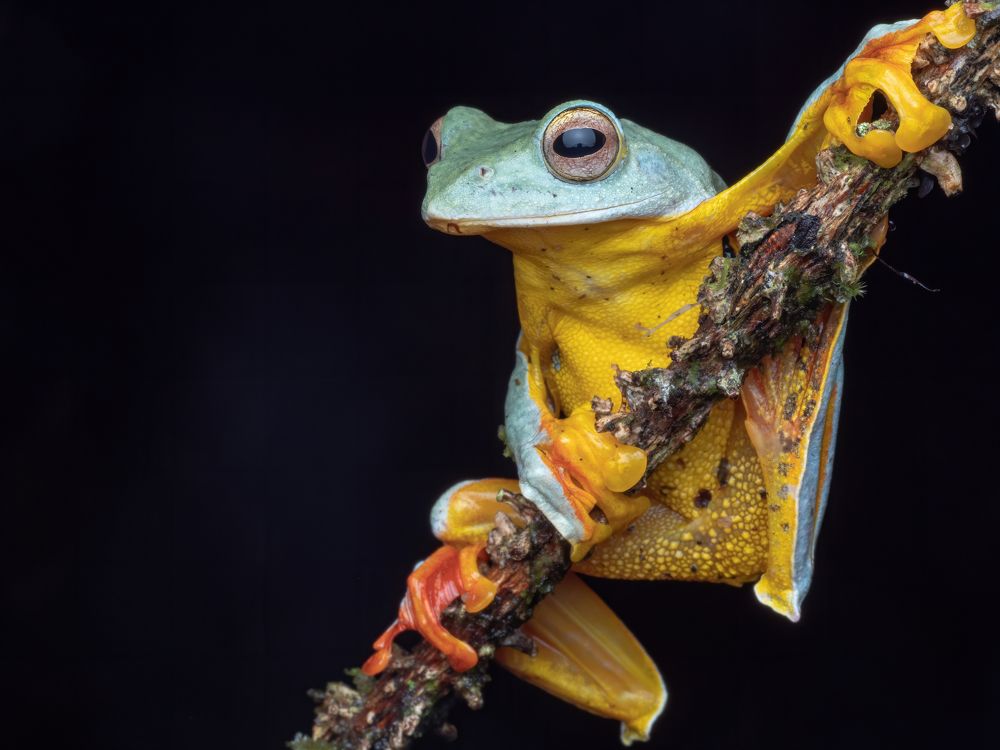 Photograph by pang james