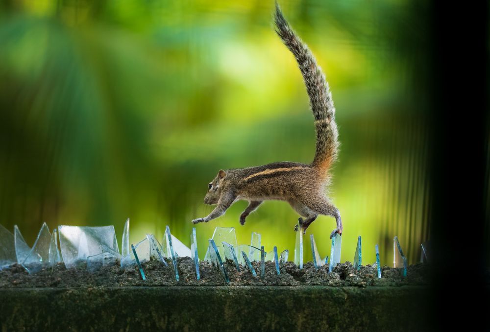 Photograph by Jeyanayagam Jeyathees