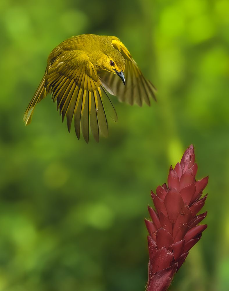 Photograph by Vipin P C