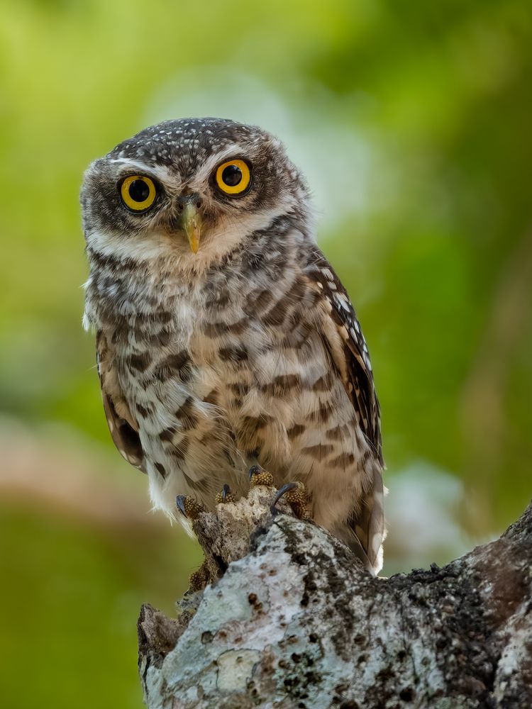 Photograph by Vipin P C