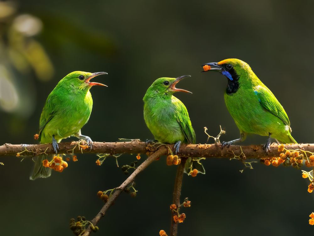 Photograph by Vipin P C