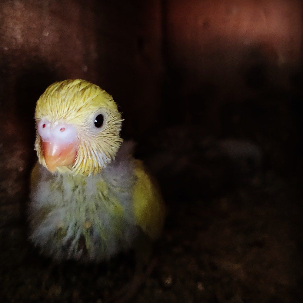 Фотография автора Adiebert Cornejo