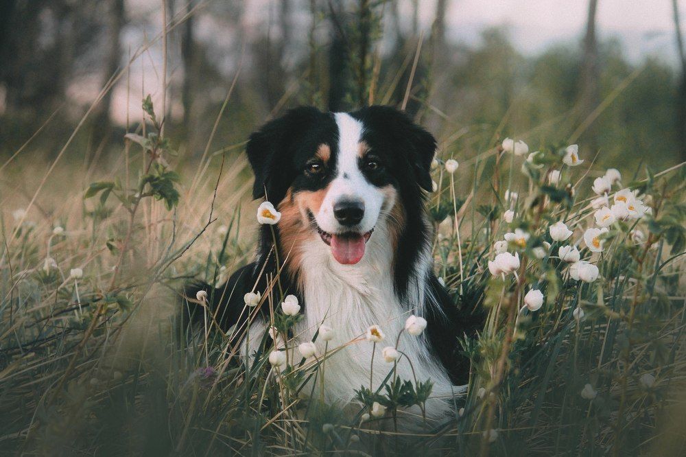 Photograph by Маргарита Шалак