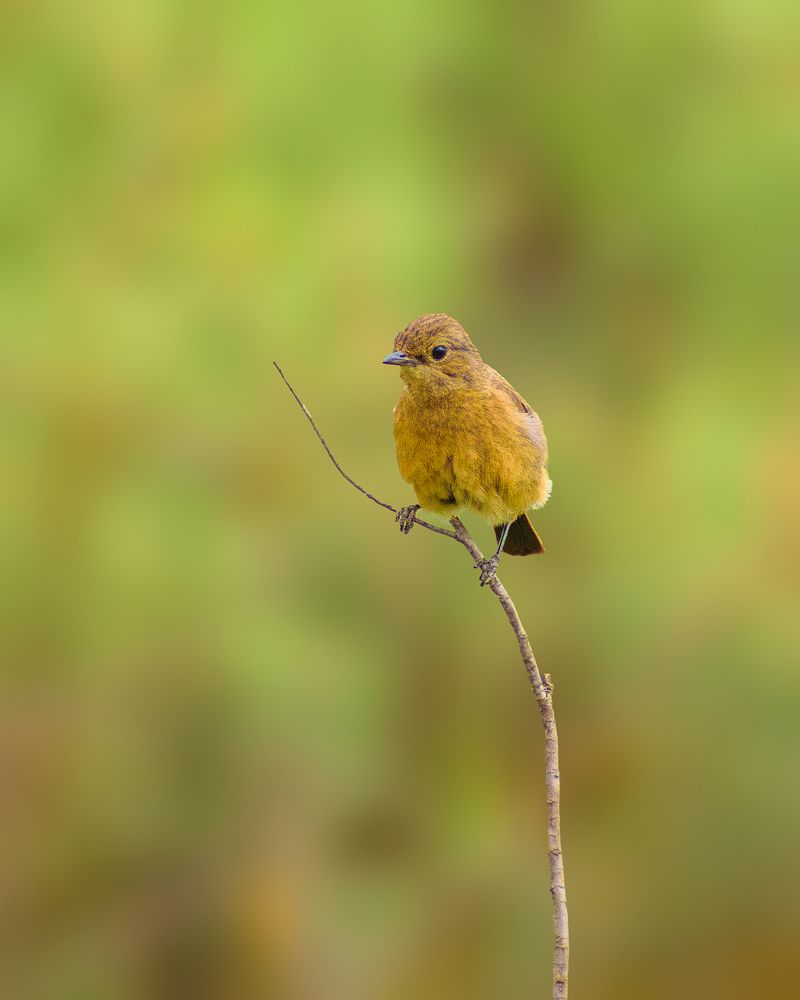 Photograph by Gaurav Kumar