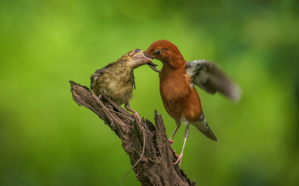 Photograph by Zayed Sanim