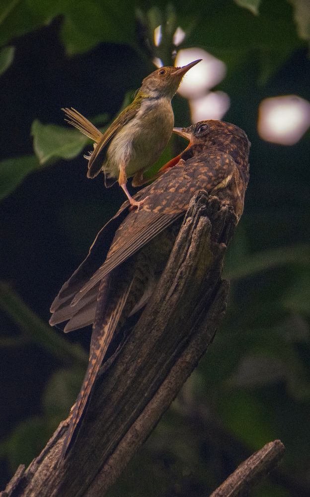 Photograph by Zayed Sanim