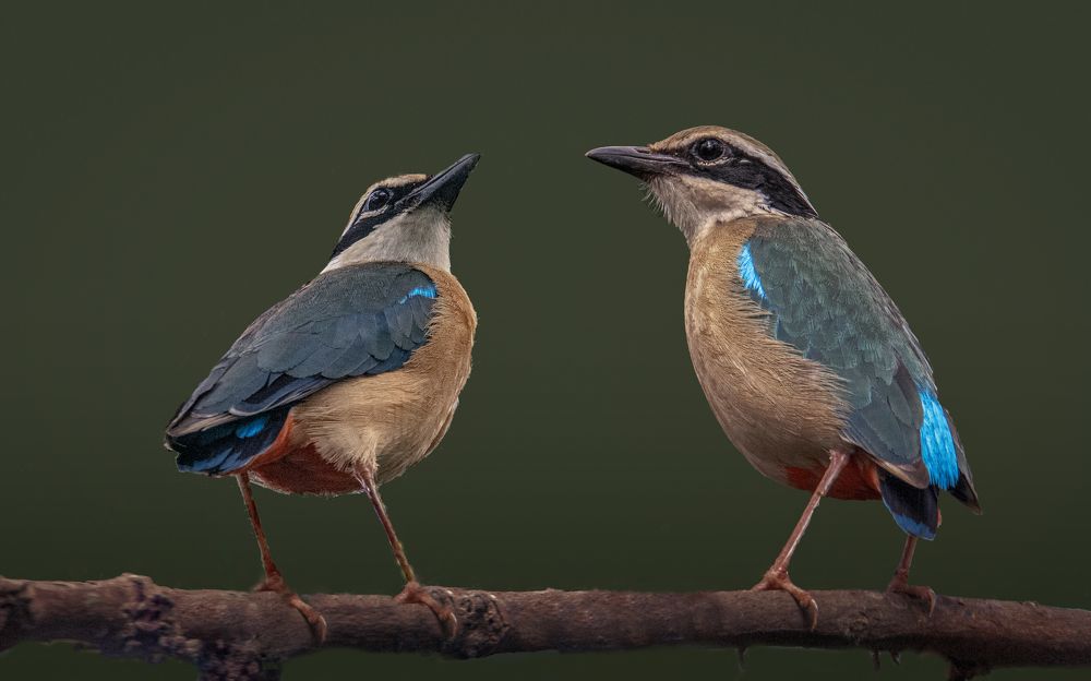 Photograph by Zayed Sanim