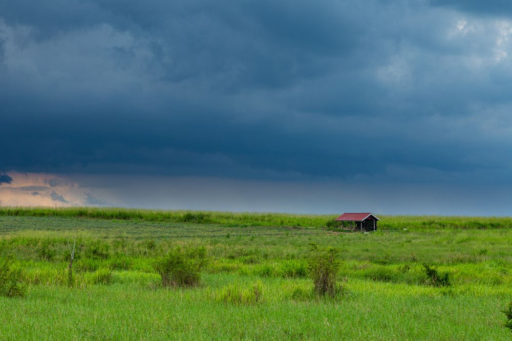Cloudy day at sugar cane farm