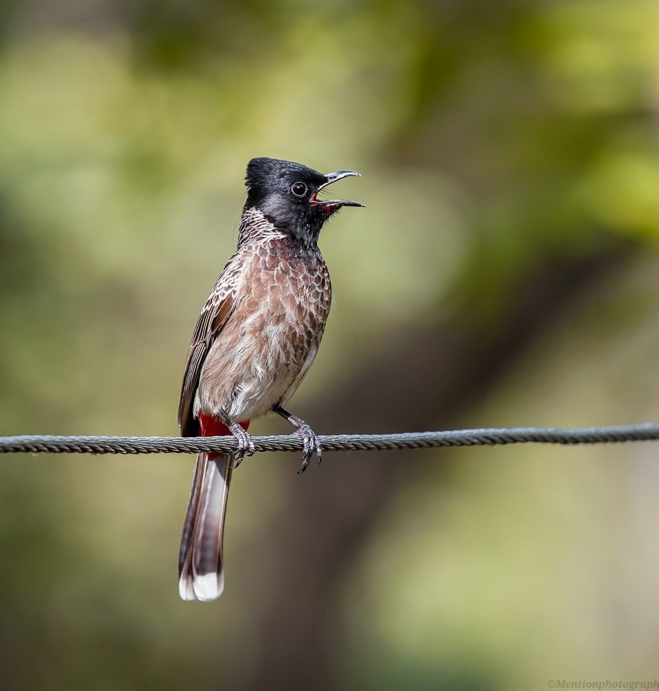 Photograph by Saurabh