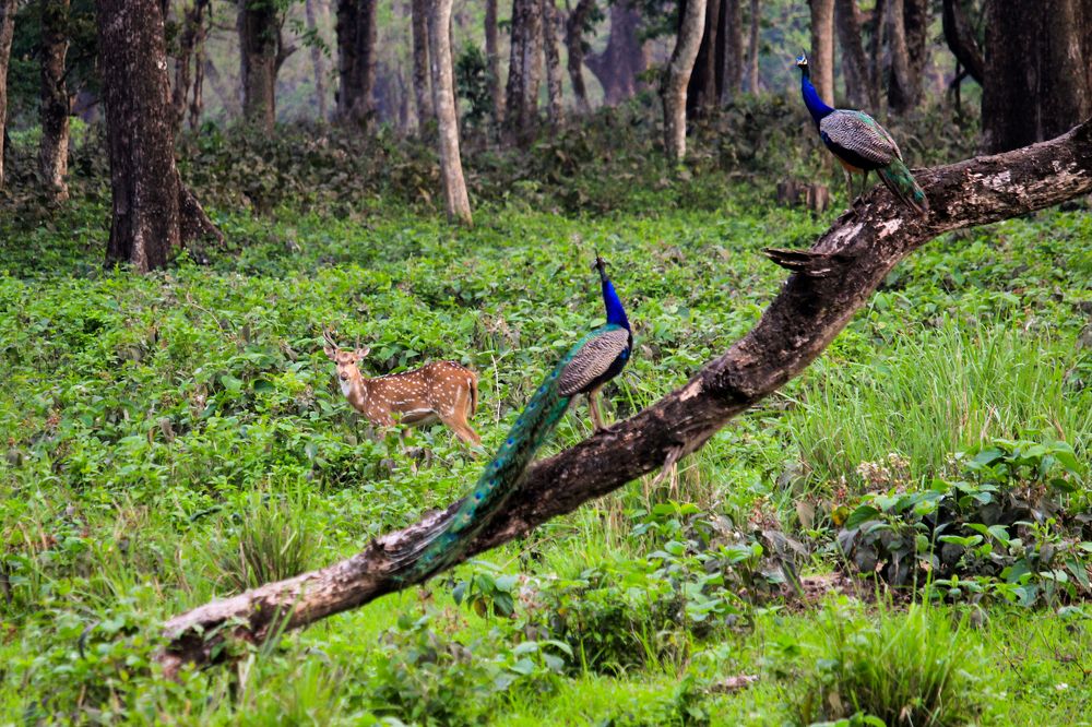 Фотография автора Suman Roy