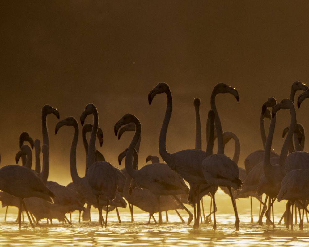 Photograph by Chandra Shekhar Prasad