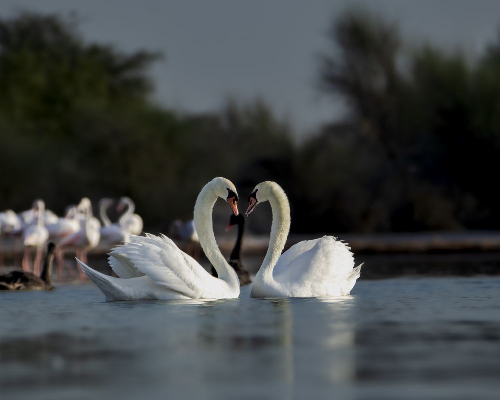 Photograph by Chandra Shekhar Prasad
