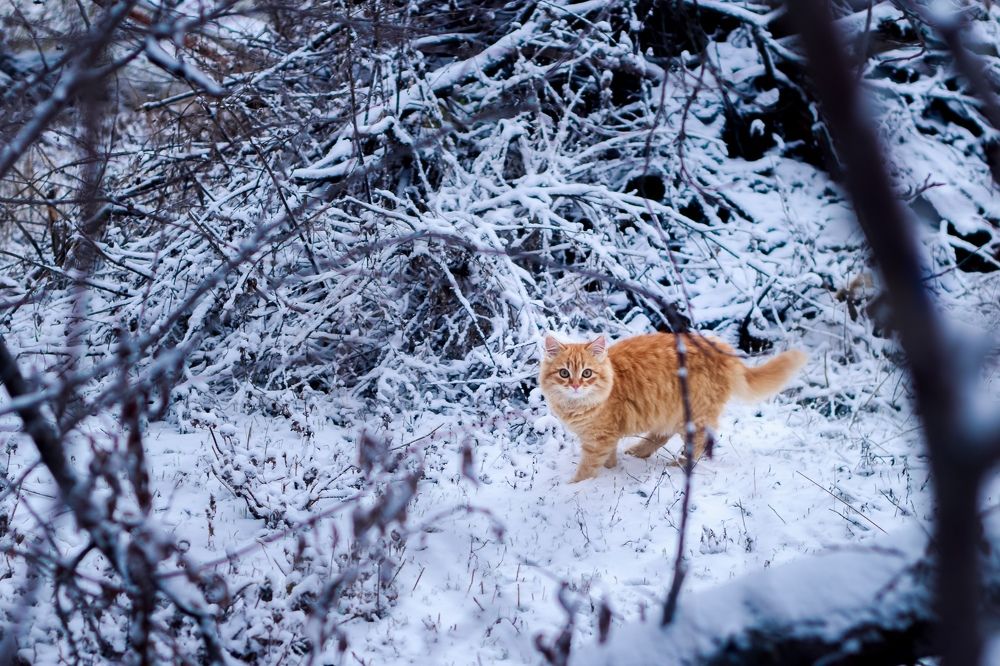 Фотография автора Юлия Трубанова