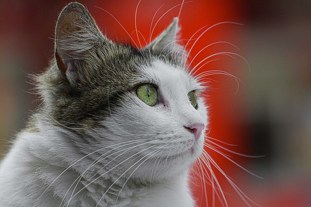 Photograph by Javad Assaad