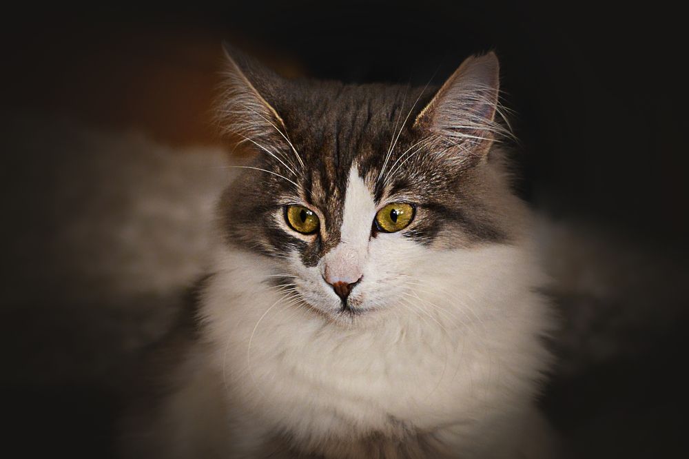 Photograph by Javad Assaad