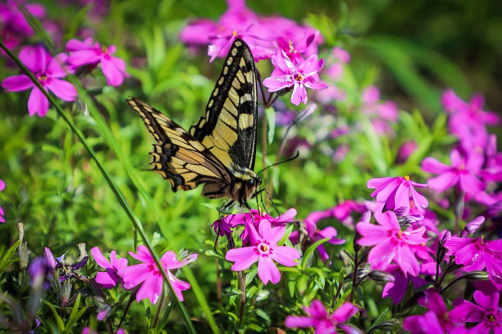 Фотография автора Юрий Фефилов