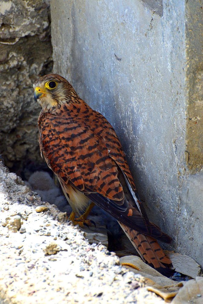 Сокол-Сапсан кавказский.