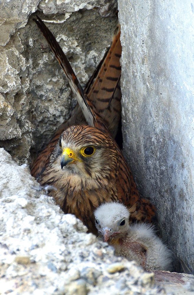 Фотография автора Маис Киракозов