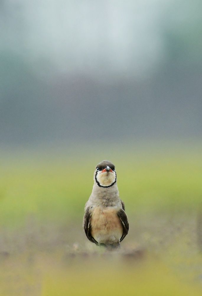 Photograph by Roshan Dhotre