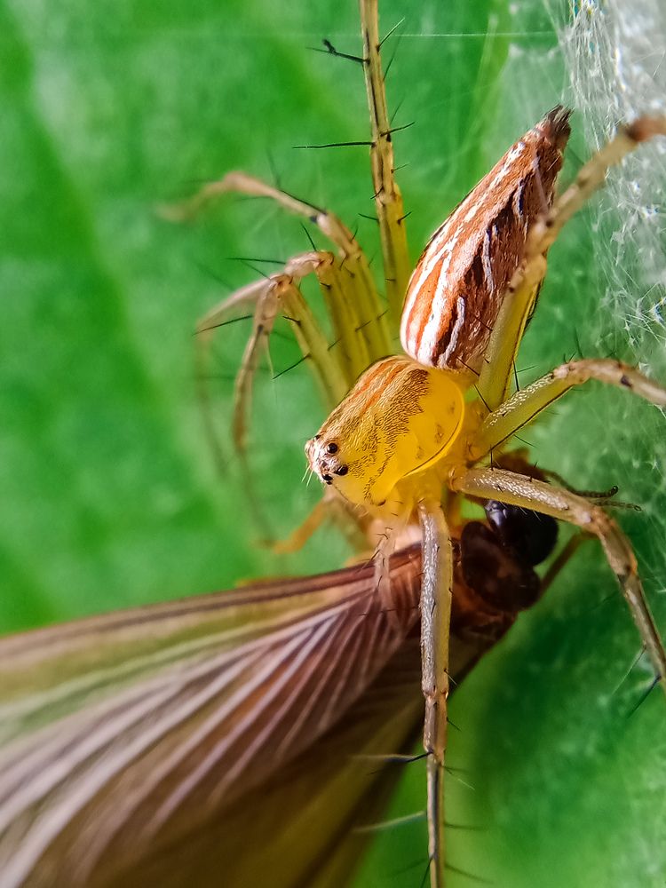 Spider hunting