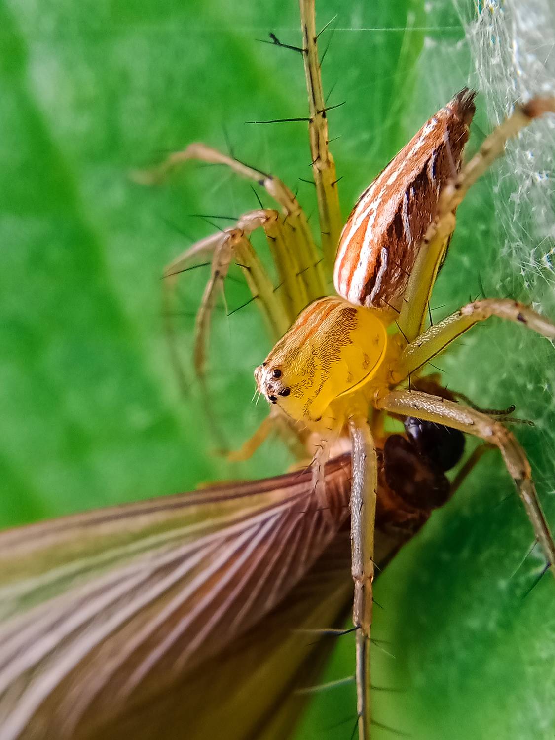 Spider hunting