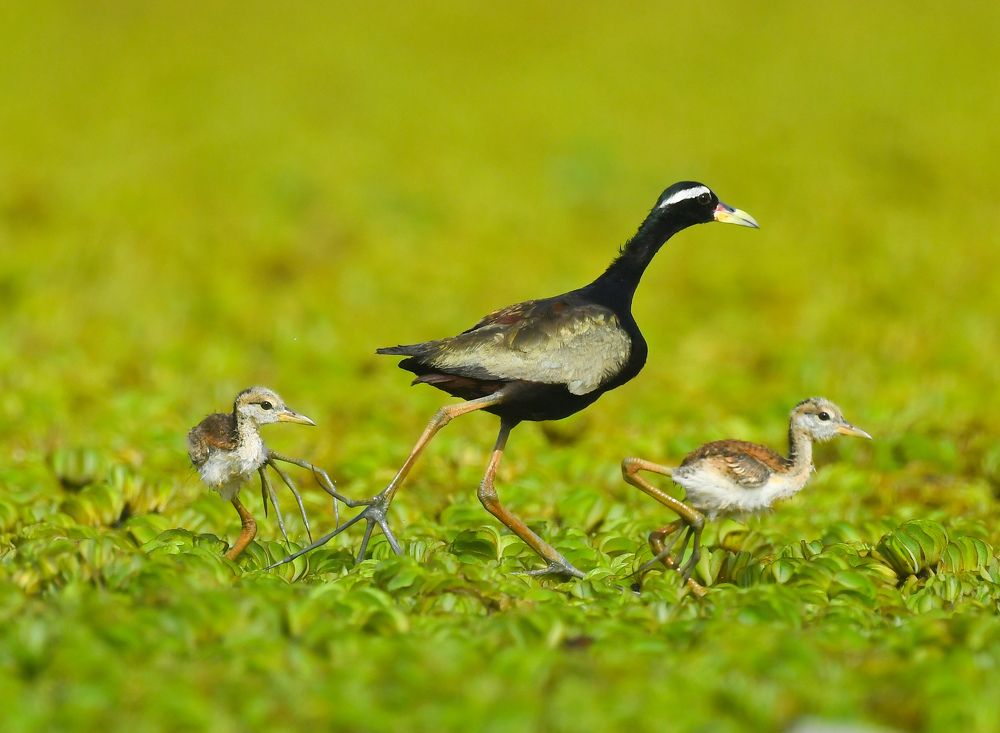 Photograph by Roshan Dhotre