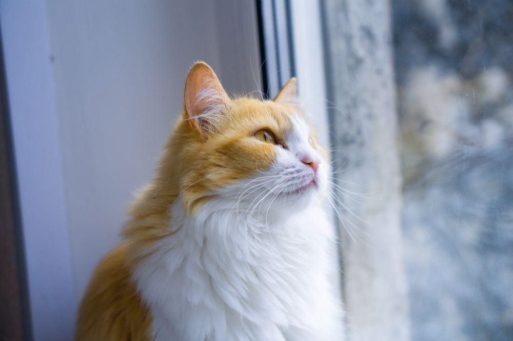 Photograph by Александр Пургин