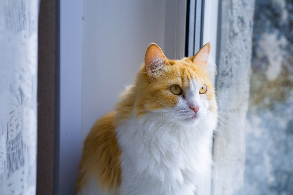 Photograph by Александр Пургин