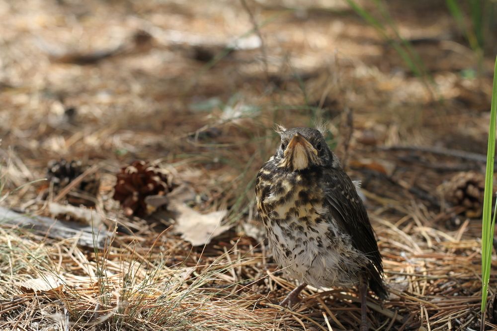 Photograph by Марина Савченко