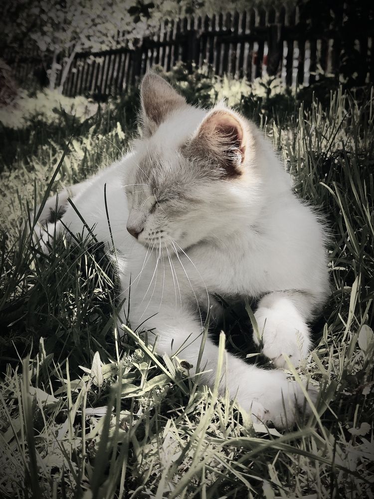 Photograph by Ирина Сыровежкина