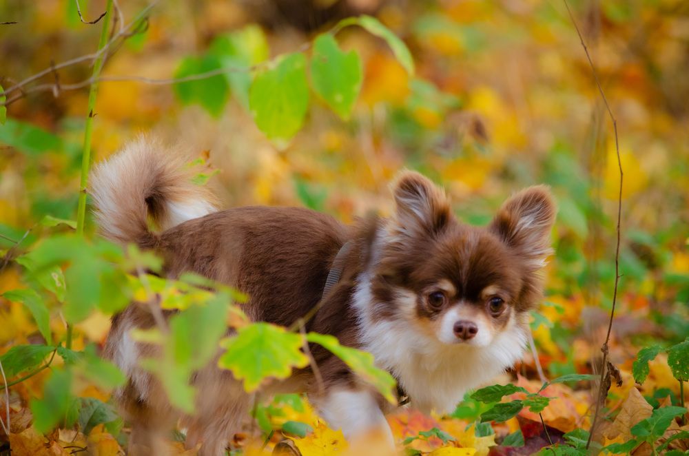 Photograph by Ирина Сыровежкина