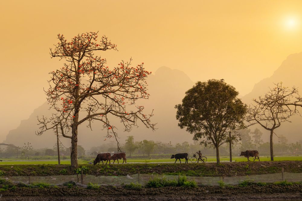 Photograph by khoi minh