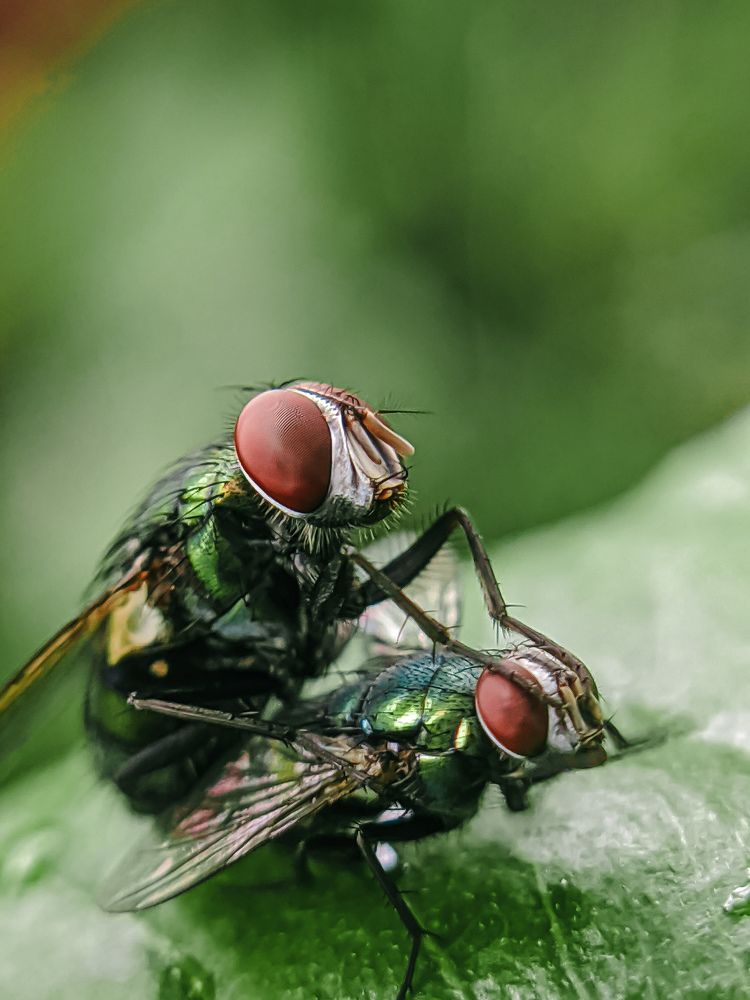 Common Green bottle fly