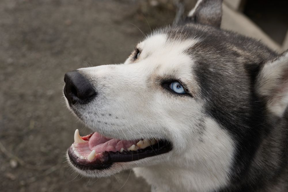 Фотография автора Александра Янчуковская