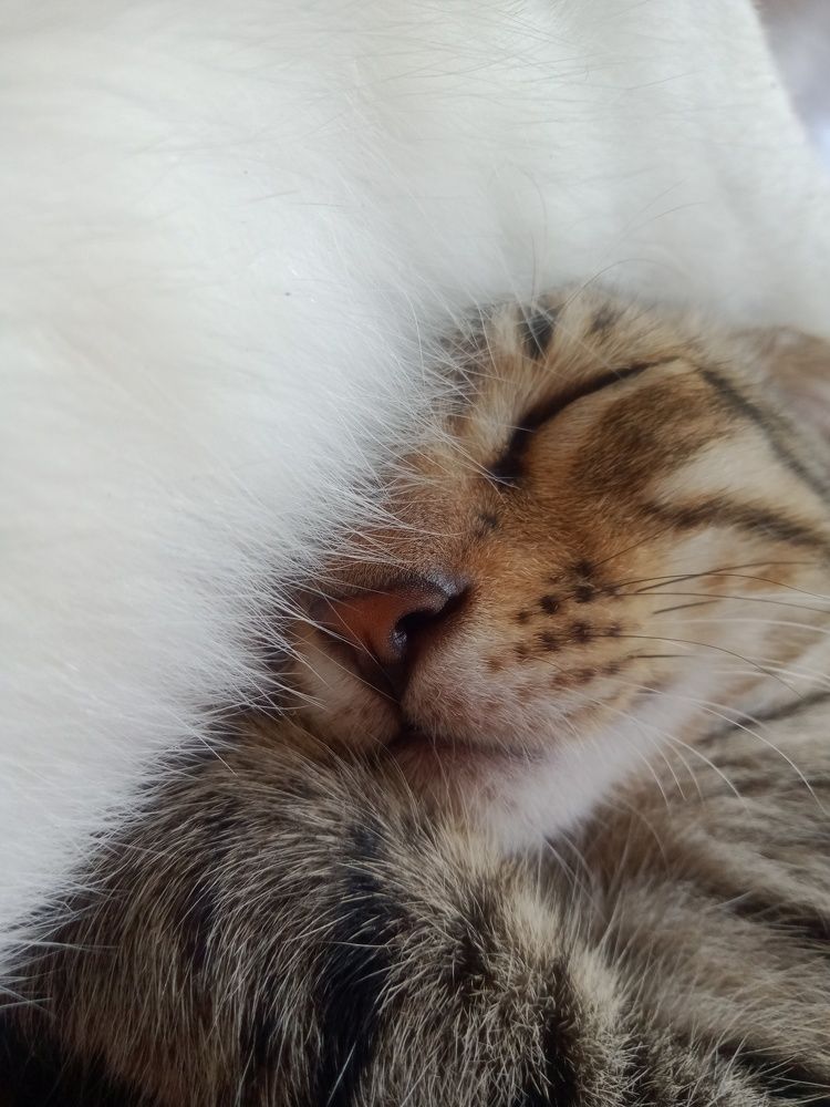 Photo #7679338
