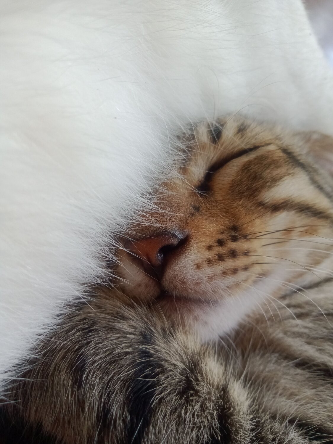 Photo #7679338