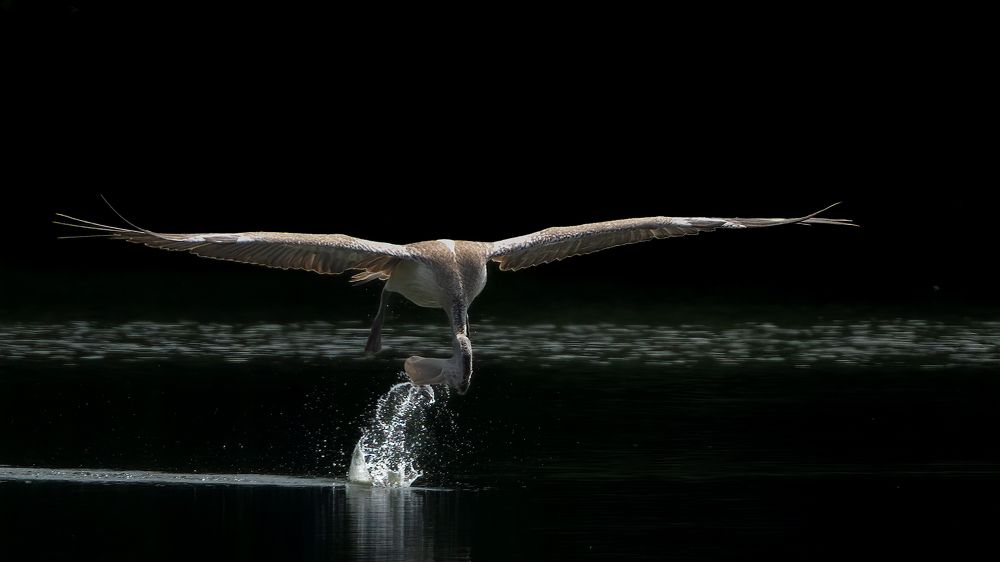 Photograph by Vipin P C