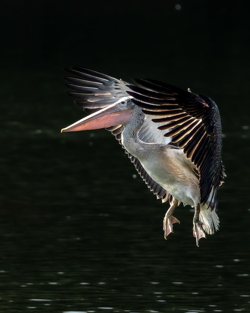 Photograph by Vipin P C