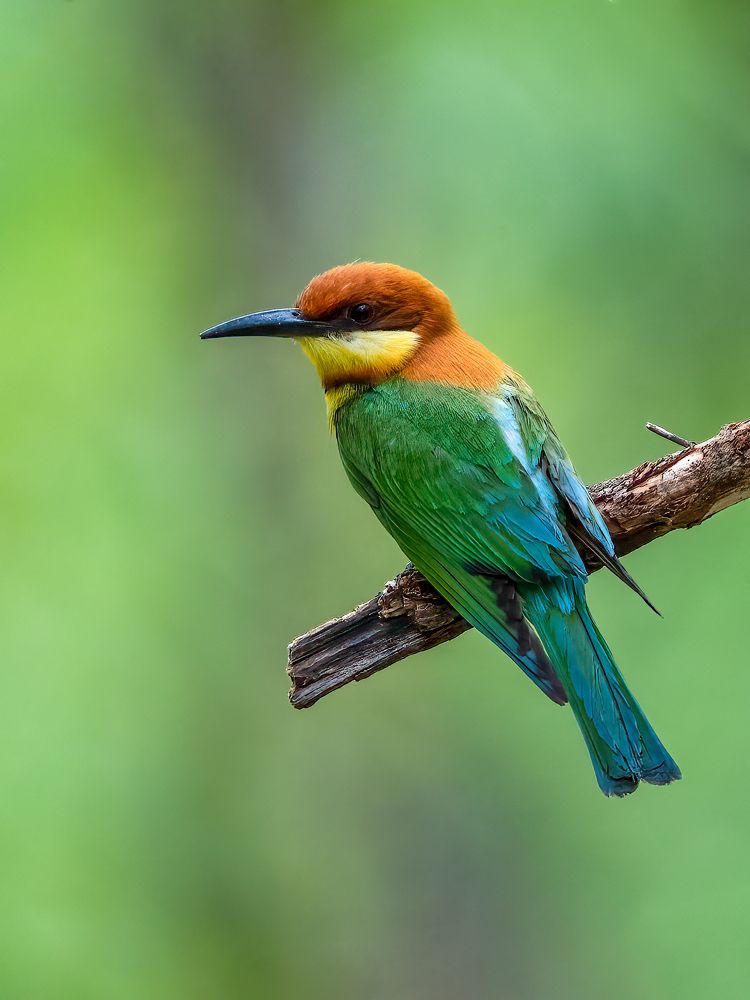 Photograph by Vipin P C