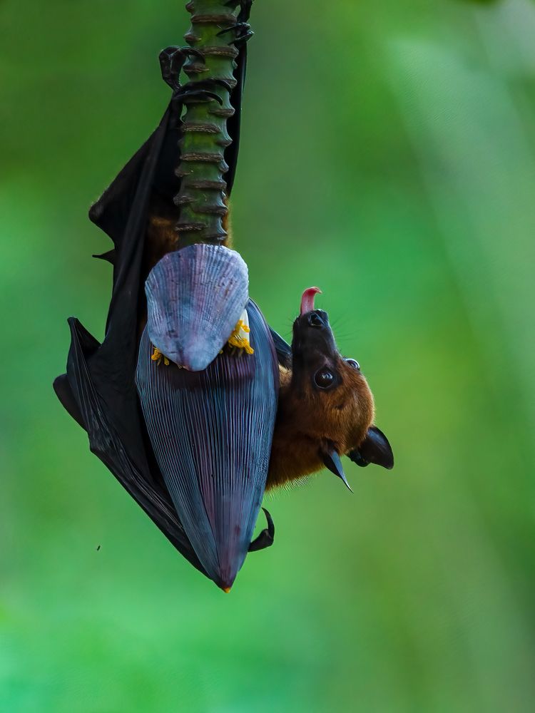 Photograph by Vipin P C