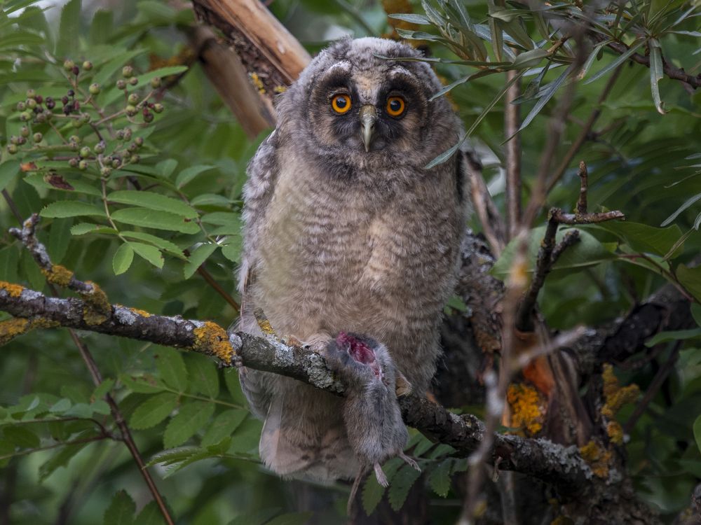 Фотография автора Калиногорский Юрий