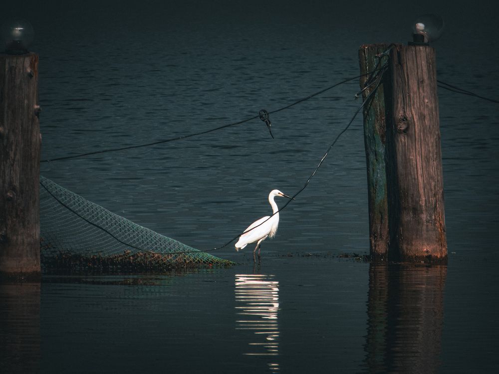 Photograph by Faizanmeer