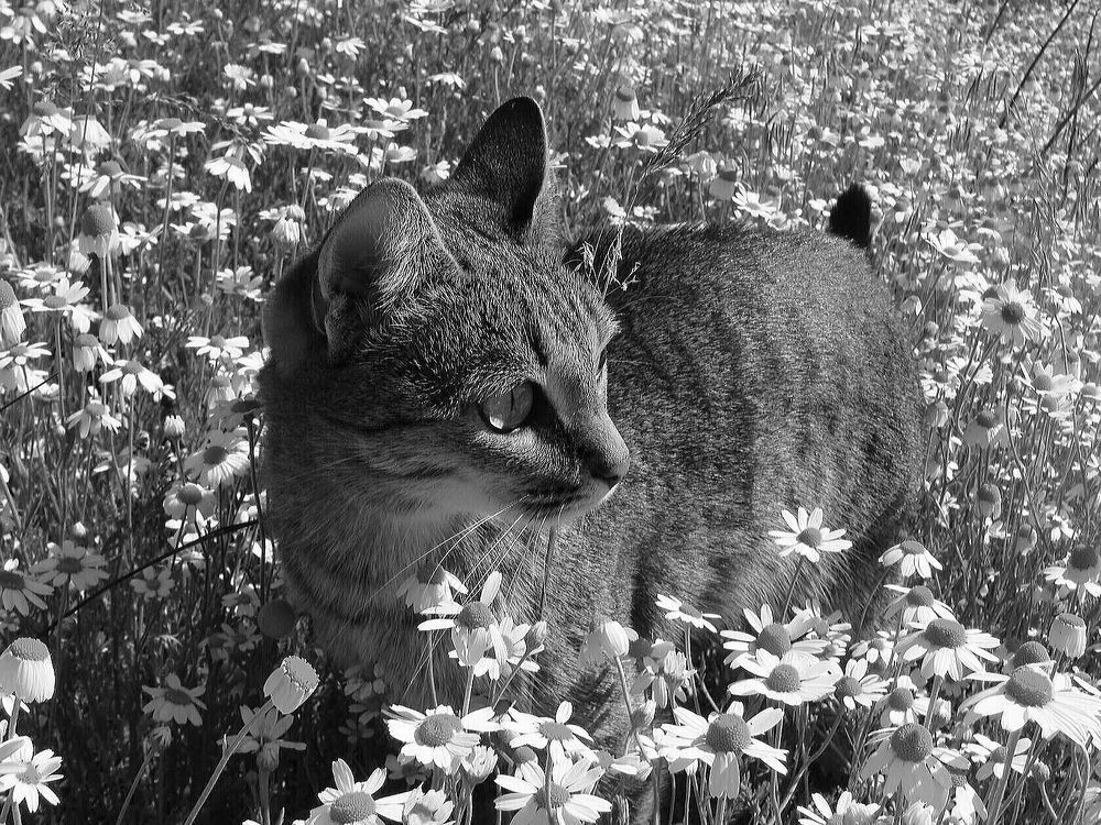 Фотография автора Павел Попов