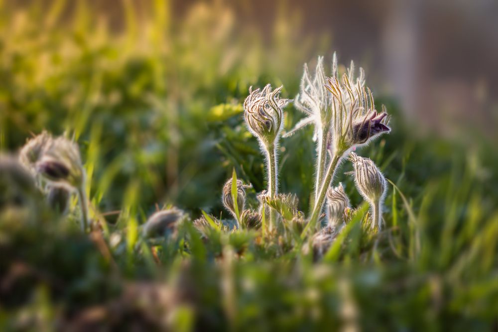 Пробуждение...