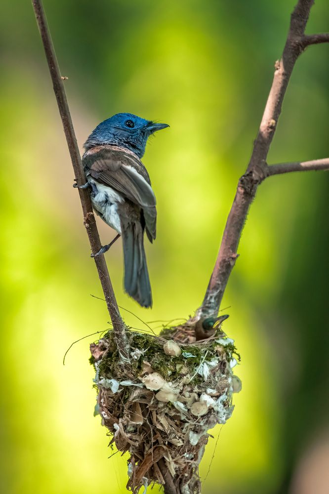 Photograph by Dipsankar Saha