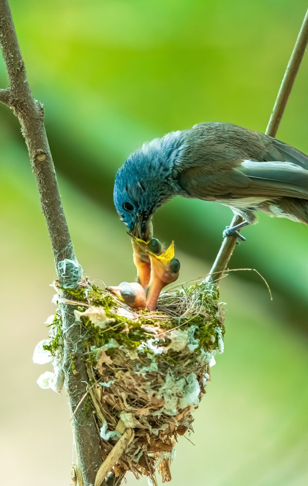 Photograph by Dipsankar Saha