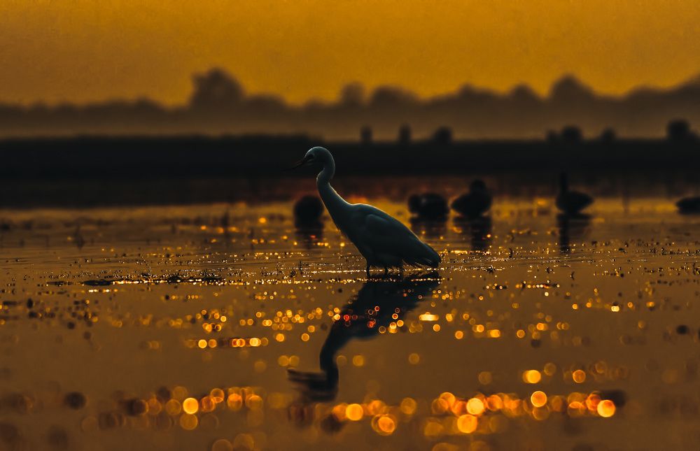 Photograph by Dipsankar Saha